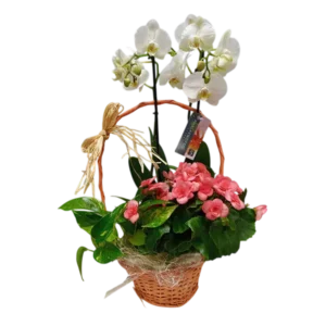 Orchid Basket