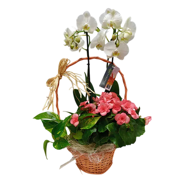 Orchid Basket