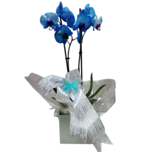 orquidea azul