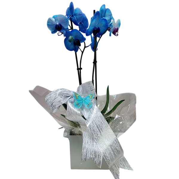 orquidea azul