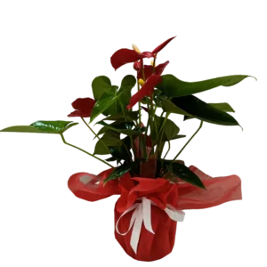 Red Anthurium