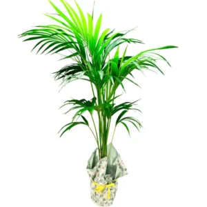 Palmera kentia