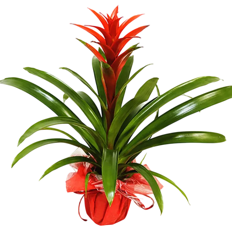 Guzmania
